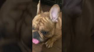 I Guess You’ve Wondered Where I’ve Been lfrenchbulldogfrenchie [upl. by Perni]