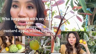 What’s did I do to my longan tree fruits drop white Sapotecustard apple  tasting 🇦🇺🌼😊 [upl. by Oeram661]