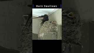 Barn Swallows in a nest  birds relaxing nature farmlife [upl. by Adnilemre]