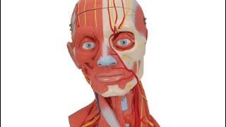 Head and Neck  Anatomy model  ospe  MBBS [upl. by Nonnahc]