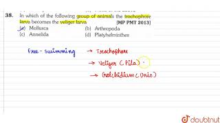 In which of the following group of animals the trochophore larva becomes the veliger larva [upl. by Poucher632]