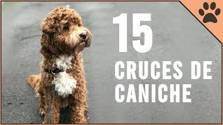 15 Cruces De Caniche  Perros Mundo [upl. by Aital]