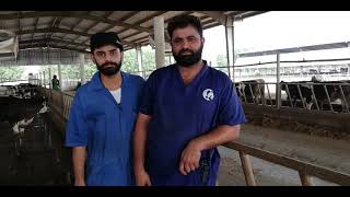 Internship at Nishat dairy farm by Awais Javaid [upl. by Lilak492]