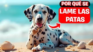 ¿Por Qué Mi Perro Se Lame Las Patas Descubre las Causas y Cómo Solucionarlo [upl. by Osmo]