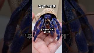 세상에서 가장 아름다운 전설의 quot푸르푸르 소라게quot Coenobita Purpureus 파브르2세 [upl. by Quillan308]