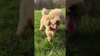 Why my dog is so tired sleepingpoodle alldayplaying [upl. by Bogusz667]