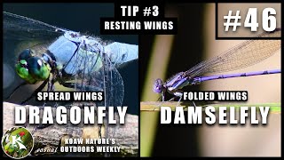 Dragonfly vs Damselfly  The Differences Between  KNOW 46 [upl. by Neeruam340]