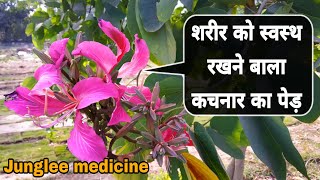 शरीर को स्वस्थ रखने बाला कचनार का पेड़कचनार के फायदे और पहचान Bauhinia variegata [upl. by Einaffyt]