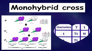 Monohybrid Inheritance 20 MCQs Part 1  Key Concepts amp Problem Solving [upl. by Selhorst]