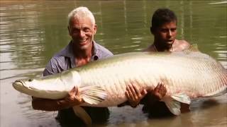 10 Animaux les plus Dangereux de lAmazonie [upl. by Nahtanoj]