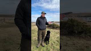 How good is your Heel Work Monday challenge dogtraining dog gundogtraining labrador [upl. by Tnomed299]