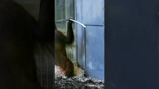 Funny Orangutan Sari Found Entertainmentshortsfunnyvideoorangutansfunnyanimalzoo [upl. by Cordy502]