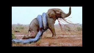 10 Extremas Peleas de Animales Salvajes Captadas en Cámara  TOP 10 Batallas Épicas de Animales [upl. by Eyaf619]