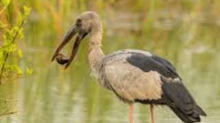 Open bill stork and large cattle egret Asian openbill stork Anastomus oscitans [upl. by Seltzer902]