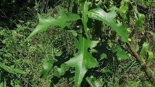 Forage Friday Wild Lettuce Lactuca sp [upl. by Almeida]