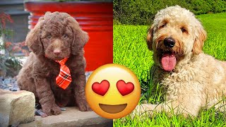 Labradoodle — Funny And Adorable Videos And Tik Toks Compilation [upl. by Weksler]