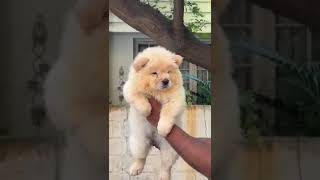 CHOW CHOW dog puppy [upl. by Repsaj]