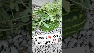 🤯My Family and I accidentally grew a Watermelon🍉🤣 tiktok share like comment subscribe fyp [upl. by Pohsib]