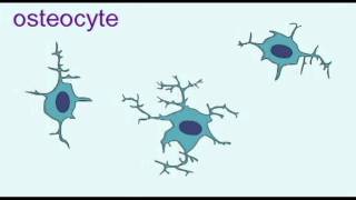 AP1 BONE OSTEOBLASTS amp OSTEOCYTESavi [upl. by Raquela]