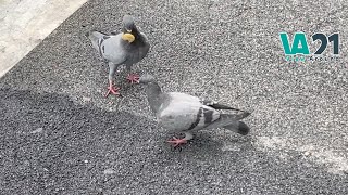 Pigeons Are Trying to Eat Potato Chips  Pigeon [upl. by Kaz]