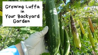 Growing Luffa in Your Backyard Garden [upl. by Sida]