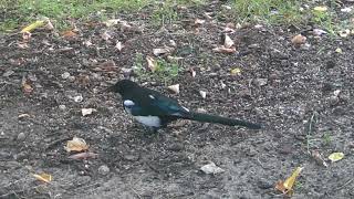 N FRONT OF WILDLIFE CAMERAS  Blackbilled Magpie in January 2024 [upl. by Obed]