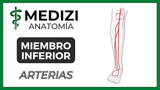 Anatomía de Miembro Inferior MMII  Arterias Femoral [upl. by Lonny]