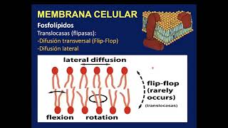 Repaso Histología 3 Biología celular organelos membranosos [upl. by Collbaith58]