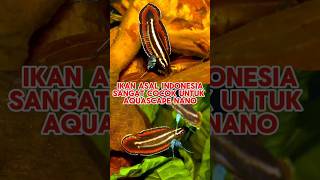 ikan Parosphromenus juelinae asal indonesia aquascape aquascape akuarium ikanakuarium [upl. by Adner173]