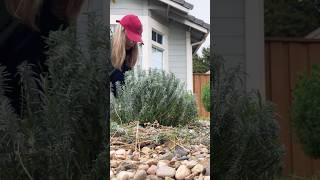 How to prune lavender 👩🏼‍🌾 garden lavender pruning landscape gardenflowers gardeningtips [upl. by Narik]