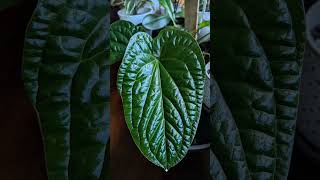 Anthurium radicans X Luxurians DreamTrackAI lofi [upl. by Shyamal304]