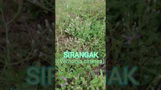 Tanaman Sirangak  Vernonia Cinerea  Cyanthillium cinereum shorts nature garden flowers [upl. by Assile]