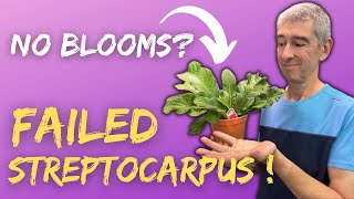 STREPTOCARPUS Wont Bloom Heres Why amp How to Save Them [upl. by Carla]