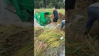 My Research farm rice threshing day in China [upl. by Dulcie643]