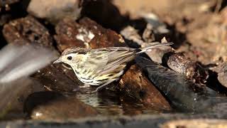 Speckled Warbler [upl. by Wickner]