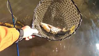 Fly Fishing Montana Clark Fork Bitterroot River Jocko River [upl. by Emelita]