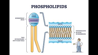 What is Plaquex The Exciting New Treatment for Atherosclerosis [upl. by Akehsay917]