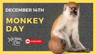 MONKEY DAY  December 14th  National Day Calendar [upl. by Bradly]