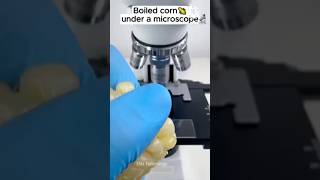 Boiled Cron Under The Microscope microscope facts thistechnology shoets mrbeast funny [upl. by Adnam]