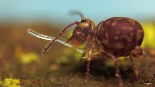 Globular Springtail tubing [upl. by Eedebez]