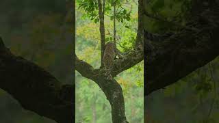 Witnessing the Graceful Leopards Descent Down the Sloping Bark 🐆🌿wildlife animals nature shorts [upl. by Naghem558]