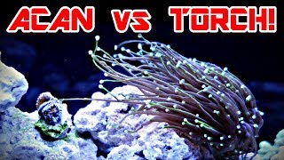 CORAL WARS Acan vs Torch  BLUE DAMSEL [upl. by Ramirolg162]