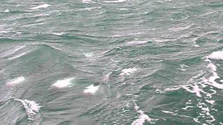 Commersons Dolphins Swimming Next to Sailboat [upl. by Yks]