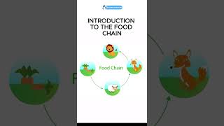 PSLEscience Exam Prep Essential Knowledge about the Food Chain for Primary 6 Students [upl. by Nathanil]