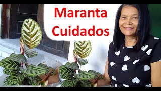 Planta Maranta Calda de Pavão como cuidar da Maranta gosta de sol ou sombra [upl. by Bates]