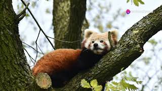 Adorable baby red panda in serene forest forest panda [upl. by Sido]