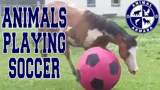 Animals Soccer Game  Funny Animals Play Foot Ball in Forest  Elephant Cow Lion Animals Cartoons [upl. by Marabel]