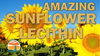 Amazing Sunflower Lecithin [upl. by Hutchins]