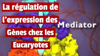 Régulation de lexpression des Gènes chez les Eucaryotes [upl. by Creedon]