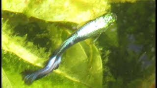 Nice Color on these Blue Guppies in my Tub Ponds [upl. by Remle]